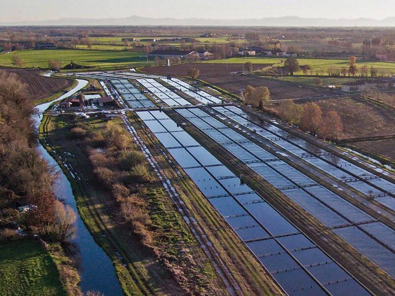 Gli allevamenti di caviale