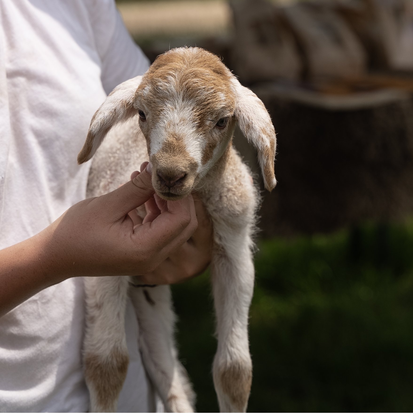 Pecora brogna | Mercedes-Benz Pecora brogna